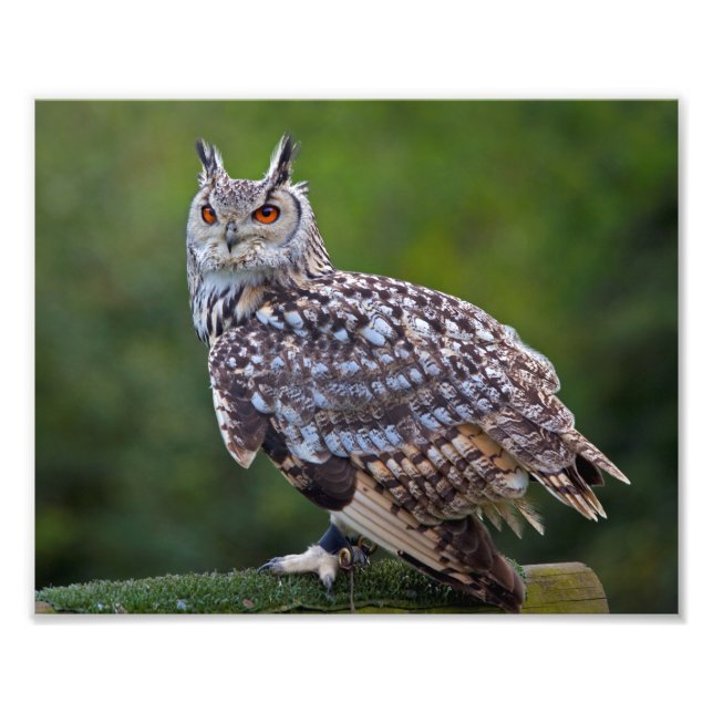Impression Photo Imprimerie Eurasian Eagle Owl (Devant)