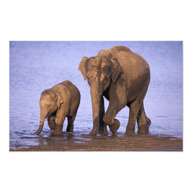 Impression Photo Inde, parc national de Nagarhole. Eléphant d'Asie (Devant)
