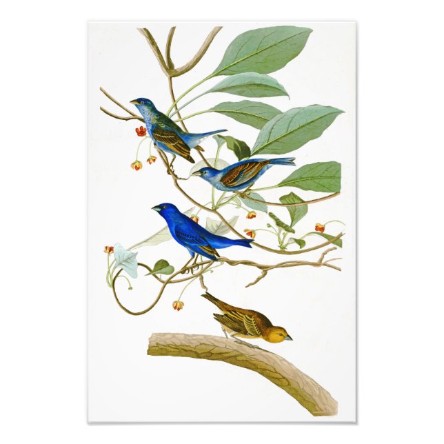 Impression Photo Indigo Bunting John James Audubon Oiseaux d'Amériq (Devant)