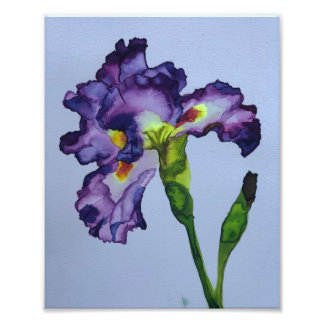Impression Photo Iris