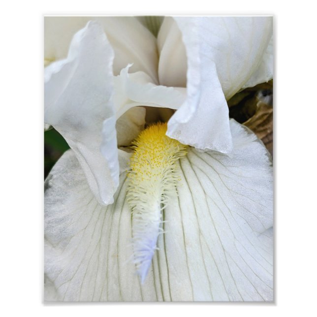 Impression Photo Iris à barbe blanche en fleurs en macro (Devant)