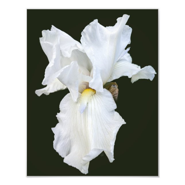 Impression Photo Iris à barbe blanche sur fond noir (Devant)