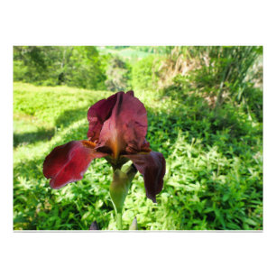Impression Photo Iris à poils