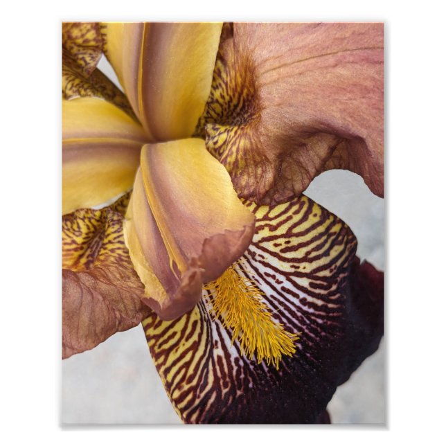 Impression Photo Iris barbu floral jaune et violet (Devant)