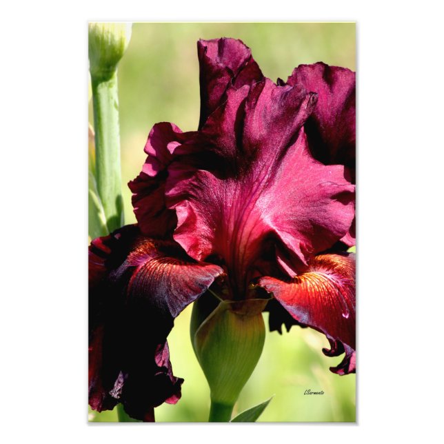 Impression Photo Iris - Bourgogne / rouge (Devant)
