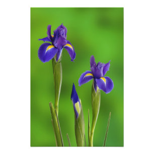 Impression Photo Iris flowers