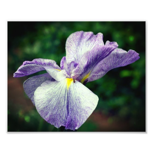 Impression Photo Iris Japonais Violet Fleur Déployée 8x10 (Devant)