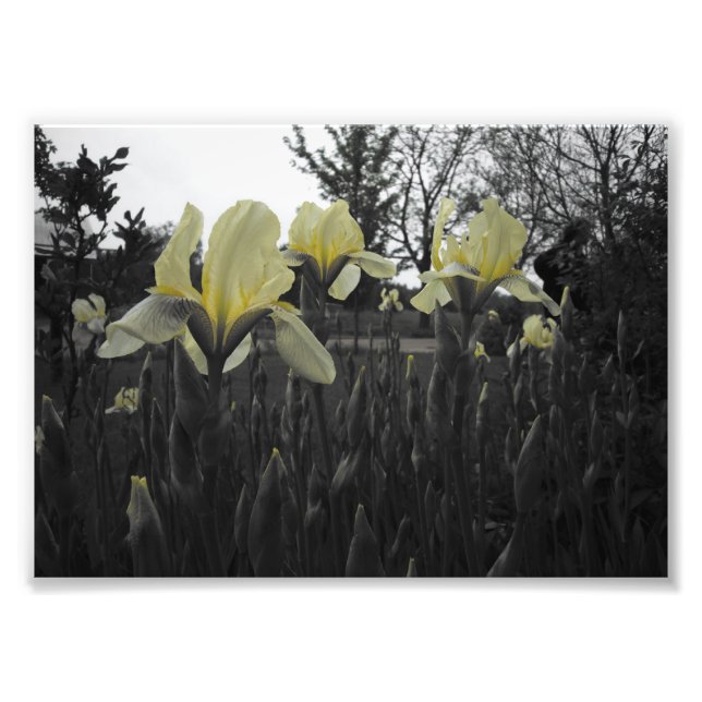 Impression Photo Iris jaunes (Devant)