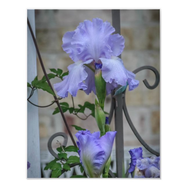 Impression photo Iris violet (Devant)