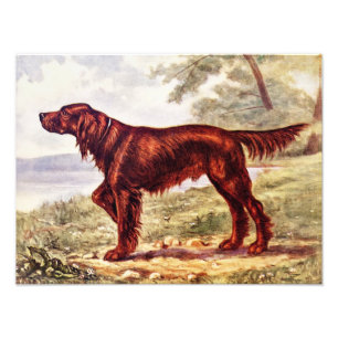 Impression Photo Irish Setter 1900