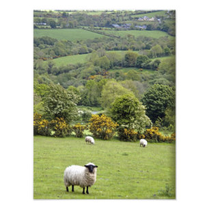 Impression Photo Irlande de l'Ouest, péninsule de Dingle, large