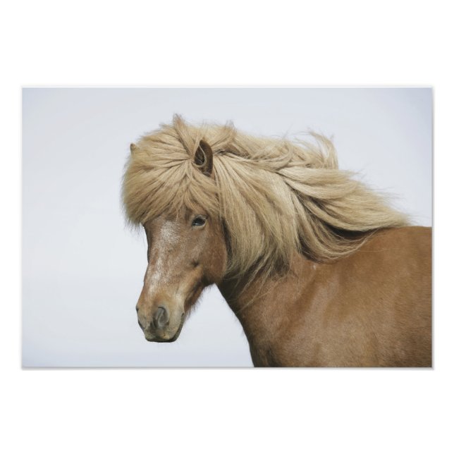 Impression Photo Islande. Portrait d'un cheval islandais. (Devant)