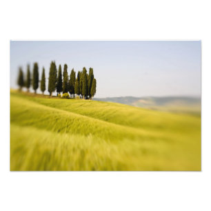 Impression Photo Italie Toscane, arbres de cyprès à mise au point s