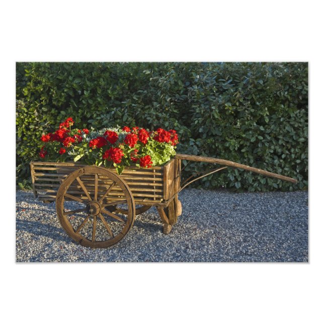 Impression Photo Italie, Toscane. Les géraniums rouges débordent d' (Devant)