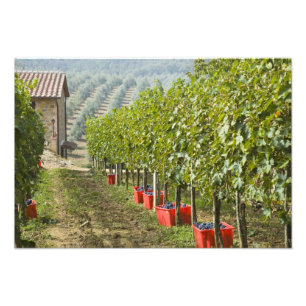 Impression Photo Italie, Toscane, Montalcino. Cuves de récolté