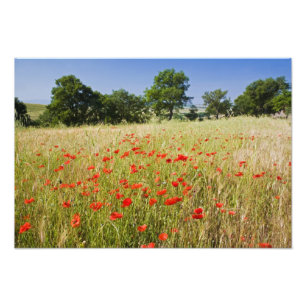 Impression Photo Italie, Toscane, Prairie avec des coquelicots d'ét