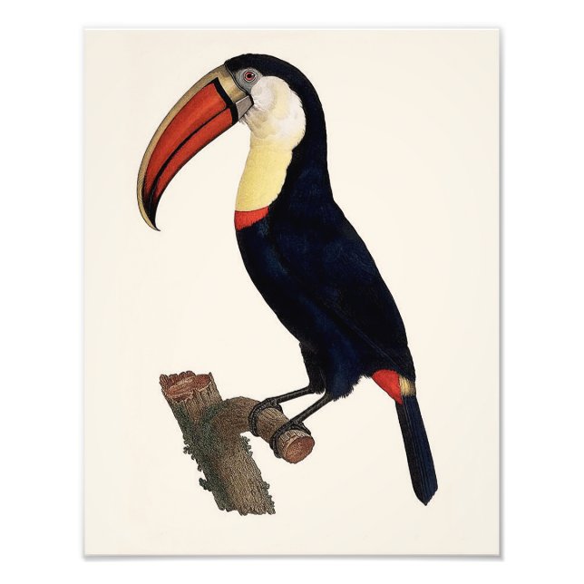 Impression Photo Jacques Barraband "Tucan" Parrot 1801 Reproduction (Devant)
