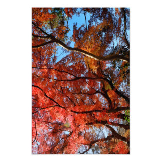 Impression Photo Japanese Maple