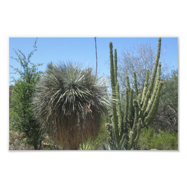 Impression Photo Jardin de Cactus (Devant)