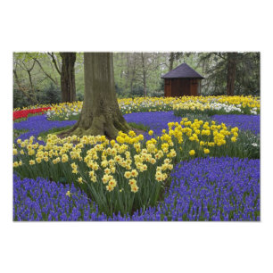 Impression Photo Jardin de jonquilles, muscaris et tulipes,