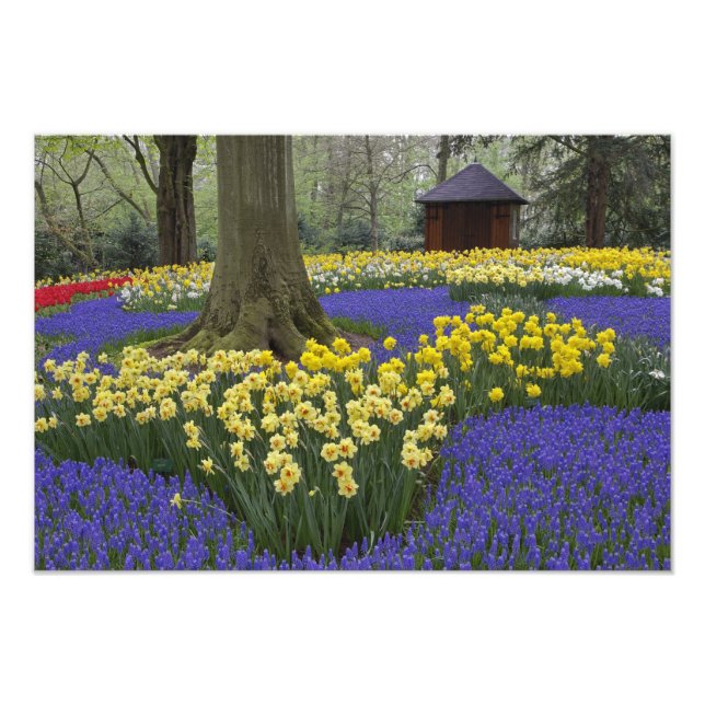 Impression Photo Jardin de jonquilles, muscaris et tulipes, (Devant)