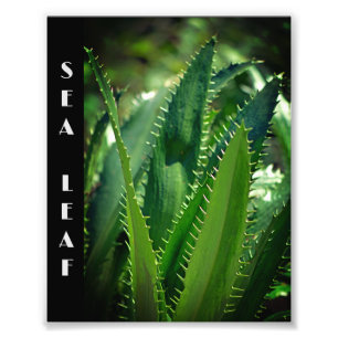 Impression Photo Jardin de la feuille de mer verte Plante