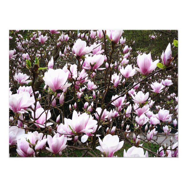 Impression Photo Jardin de Magnolia (Devant)