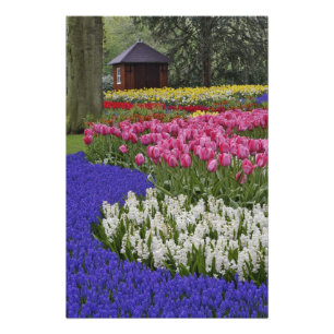 Impression Photo Jardin de muscaris, de jacinthes et de tulipes,