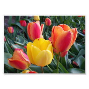 Impression Photo Jardin de rocaille aux tulipes rouges et jaunes Ph