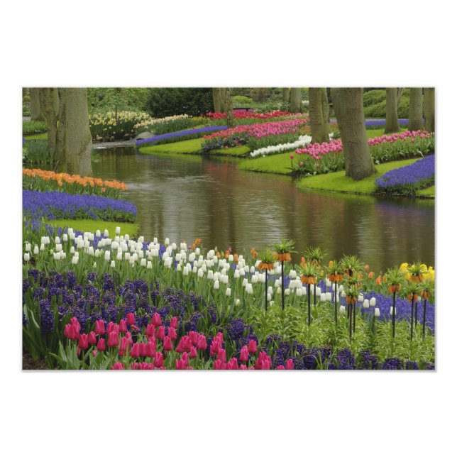 Impression Photo Jardin de Tulipe et d'jacinthe, Jardins de Keukenh (Devant)