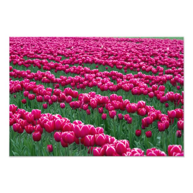 Impression Photo Jardin de tulipes à floraison printanière en (Devant)