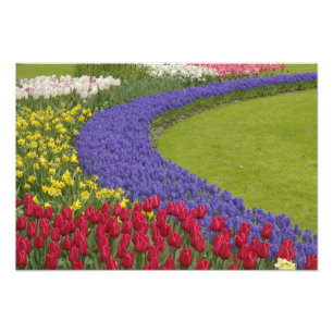 Impression Photo Jardin de tulipes, de jacinthes des vignes et de j