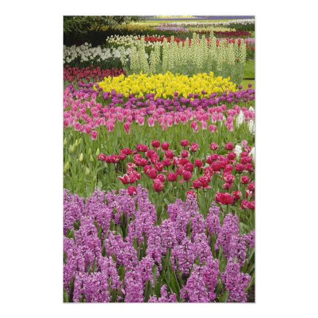 Impression Photo Jardin de tulipes, de jonquilles et de jacinthe (Devant)