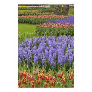 Impression Photo Jardin de tulipes et de jacinthes, jardins de Keuk