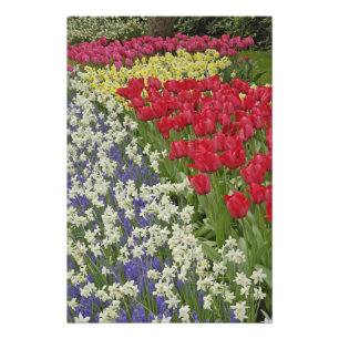 Impression Photo Jardin de tulipes et de jonquilles, Jardins de Keu