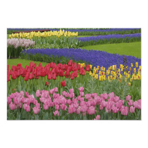 Impression Photo Jardin de tulipes, Muscari et