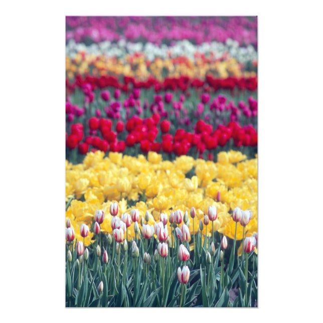 Impression Photo Jardin d'exposition de tulipes dans la vallée de S (Devant)