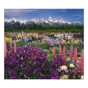 Impression Photo jardin d'Iris et de Lupine et chaîne de Teton,