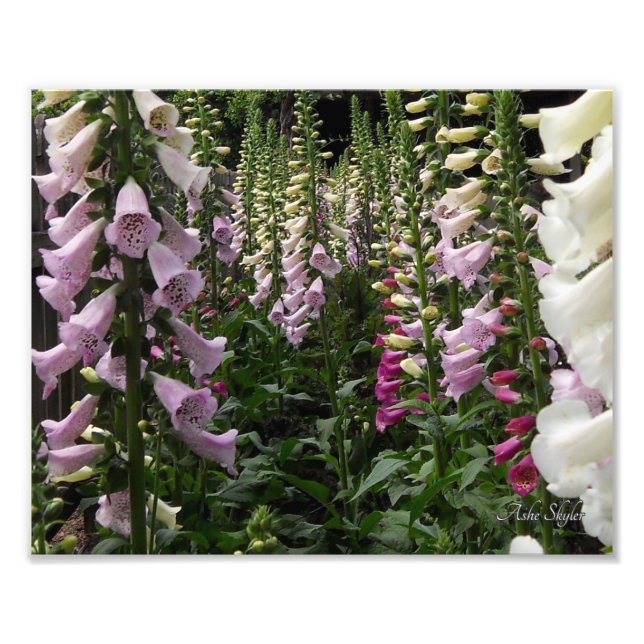 Impression Photo Jardin Foxglove (Devant)