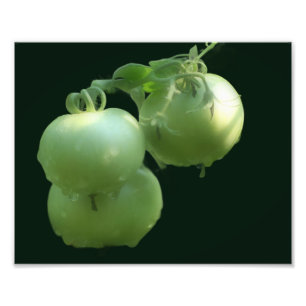 Impression Photo Jardin Green Tomates Nature 8x10