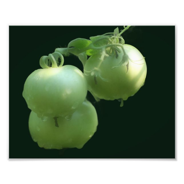 Impression Photo Jardin Green Tomates Nature 8x10 (Devant)