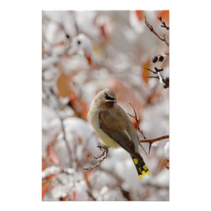 Impression Photo Jaseur d'Amérique adulte sur aubépine avec neige,