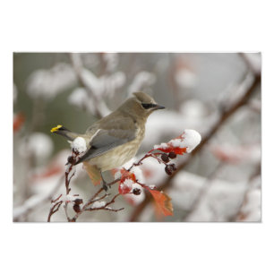 Impression Photo Jaseur d'Amérique adulte sur aubépine avec neige