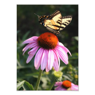 Impression Photo Jaune Swallower sur coneflower