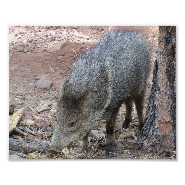 Impression Photo Javelina (Devant)