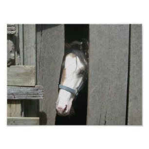 Impression Photo Jeter un coup d'oeil le cheval