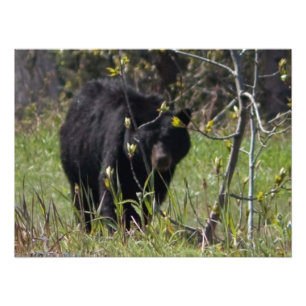 Impression Photo Jeter un coup d'oeil l'ours