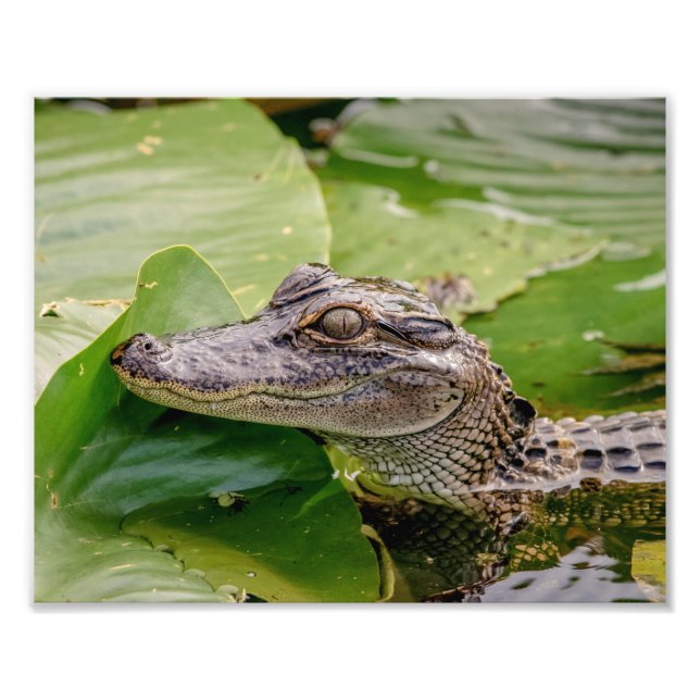 Impression Photo Jeune Alligator (Devant)