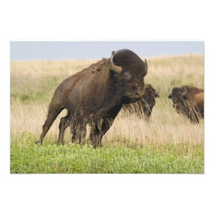 Impression Photo Jeune bison mâle fougueux à la Tallgrass