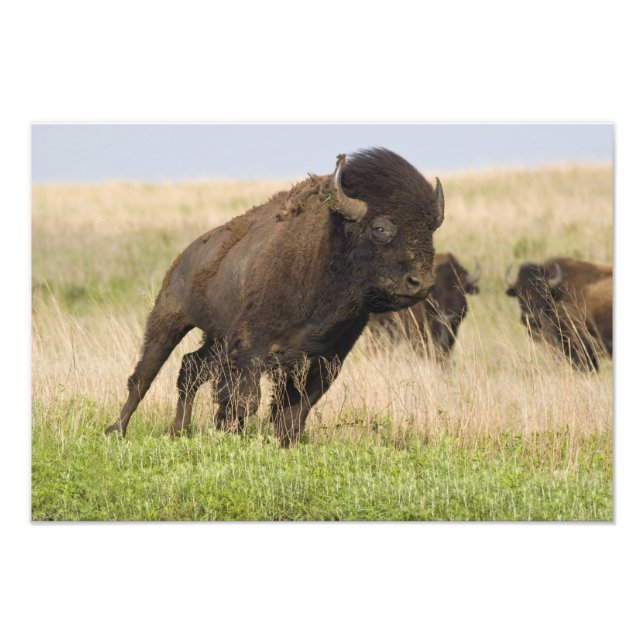 Impression Photo Jeune bison mâle fougueux à la Tallgrass (Devant)